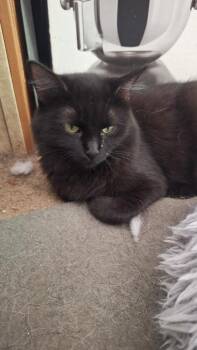 Rescue Domestic Long Hair Cats for Adoption in Hartsville, South Carolina - Ebony | PetCurious