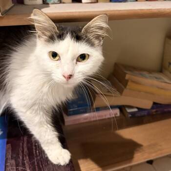 Luminous Smile -  Domestic Medium Hair Cat for Adoption in Fredericksburg, Virginia - Luminous Smile | PetCurious