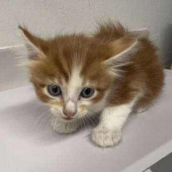 Marcellus -  Domestic Medium Hair Cat for Adoption in St. Louis, Missouri - Marcellus | PetCurious