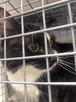 SOCKS -  Domestic Short Hair Cat for Adoption in Las Vegas, Nevada - SOCKS | PetCurious