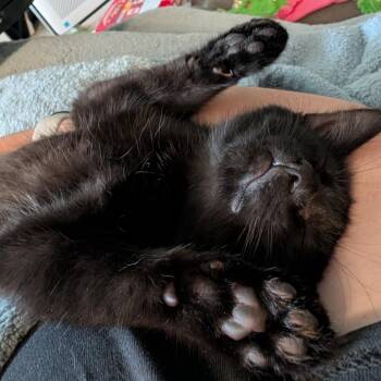 Hickory -  Domestic Short Hair Cat for Adoption in Clavet, Saskatchewan - Hickory | PetCurious