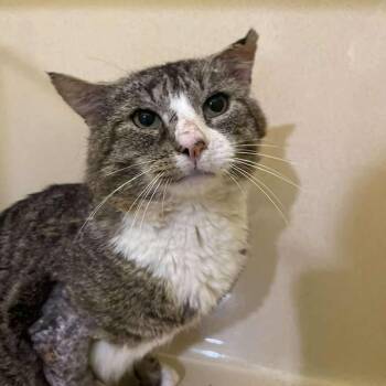 Bootsie -  Domestic Short Hair Cat Available for Adoption in Winthrop, Maine - Bootsie | PetCurious