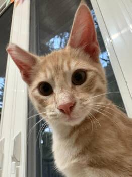 Rescue Domestic Short Hair Cats for Adoption in Piedmont, California - Hopscotch | PetCurious