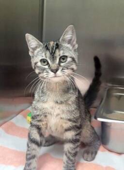 Scruffy -  Domestic Short Hair Cat for Adoption in Memphis, Tennessee - Scruffy | PetCurious