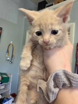 Sesame -  Domestic Short Hair Cat for Adoption in West Chester, Pennsylvania - Sesame | PetCurious