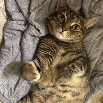 Hermione -  Tabby Cat for Adoption in Burnaby, British Columbia - Hermione | PetCurious