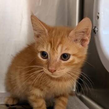Tango -  Domestic Short Hair Cat for Adoption in Marshall, Texas - Tango | PetCurious