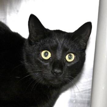 Domestic Short Hair Cats Available for Adoption - Pebble | PetCurious