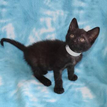 Lugnut -  Domestic Short Hair Cat for Adoption in Eureka, California - Lugnut | PetCurious