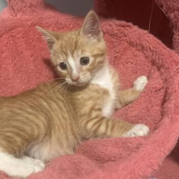 Aksdal -  Domestic Short Hair Cat for Adoption in Fredericksburg, Virginia - Aksdal | PetCurious