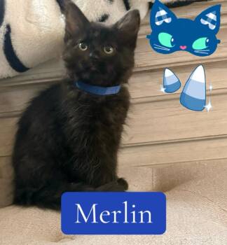 Merlin -  Domestic Medium Hair Cat for Adoption in Reno, Nevada - Merlin | PetCurious