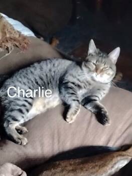 Rescue Domestic Short Hair Cats for Adoption in Bend, Oregon - Charlie | PetCurious
