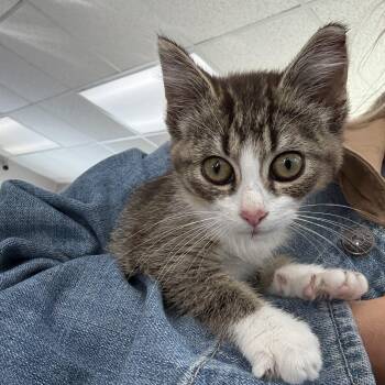 Darla Biscuits -  Domestic Short Hair Cat for Adoption in Oconto, Wisconsin - Darla Biscuits | PetCurious