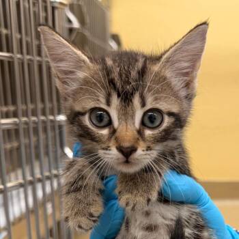 Muffin -  Domestic Short Hair Cat for Adoption in West Palm Beach, Florida - Muffin | PetCurious