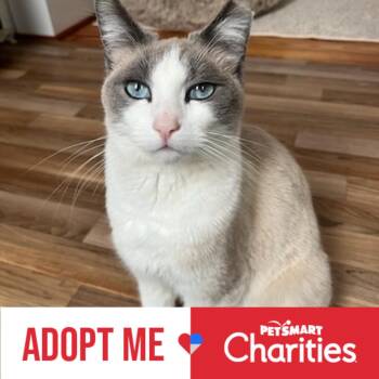 Domestic Short Hair Cats Available for Adoption - Florence | PetCurious