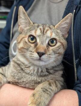 Rescue Domestic Short Hair Cats for Adoption in Canfield, Ohio - DIAMOND | PetCurious