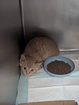 Rusty -  Domestic Short Hair Cat for Adoption in Cincinnati, Ohio - Rusty | PetCurious