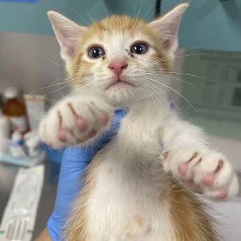 John Kramer -  Domestic Short Hair Cat for Adoption in Tampa, Florida - John Kramer | PetCurious