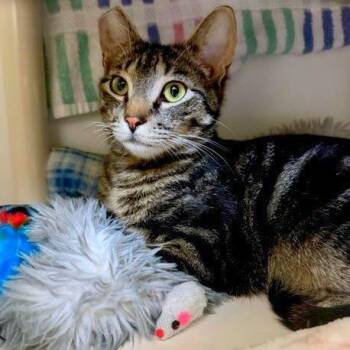 Domestic Short Hair Cats Available for Adoption in Woodinville, Washington - Baby Burgess | PetCurious