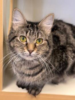 Domestic Medium Hair Cats Available for Adoption in Norwalk, Connecticut - Foxglove | PetCurious