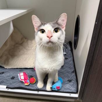 Crockpot -  Domestic Short Hair and Mixed Breed Cat for Adoption in Waynesville, North Carolina - Crockpot | PetCurious