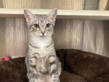 GRACELAND -  Domestic Short Hair Cat for Adoption in Tustin, California - GRACELAND | PetCurious