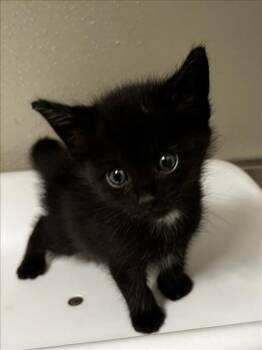 Domestic Medium Hair Cats Available for Adoption in Tracy, California - PLOVER | PetCurious