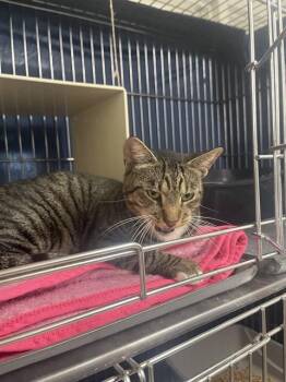 EUGENIA -  Domestic Short Hair Cat for Adoption in Easton, Maryland - EUGENIA | PetCurious