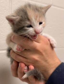 Domestic Short Hair Cats Available for Adoption in Defiance, Ohio - Diamond - PENDING ADOPTION | PetCurious