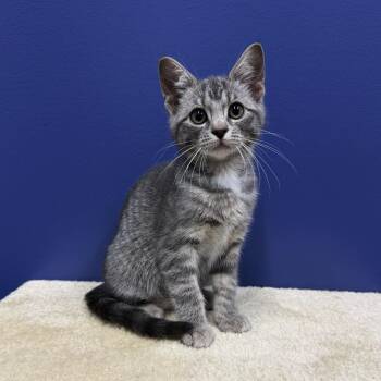 Missy -  Tabby and Domestic Short Hair Cat for Adoption in High Ridge, Missouri - Missy | PetCurious