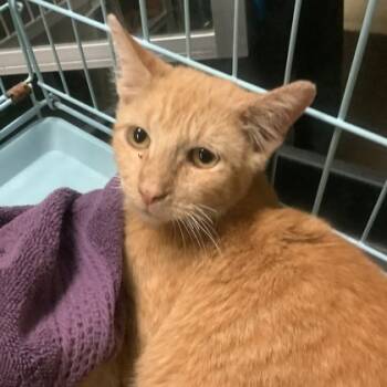 Rescue Domestic Short Hair Cats for Adoption in Fort Worth, Texas - Baby Daddy 7 | PetCurious