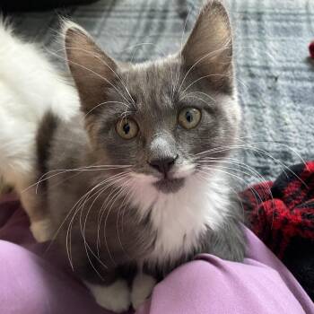 Domestic Medium Hair Cats Available for Adoption - Dennis | PetCurious