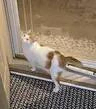 Domestic Short Hair Cats Available for Adoption in Muskego, Wisconsin - Poppy - Sweet And Affectionate | PetCurious