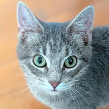Domestic Short Hair Cats Available for Adoption in Jefferson, Wisconsin - Buster | PetCurious