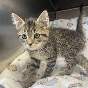 Sudsy -  Domestic Short Hair Cat for Adoption in Edinburg, Virginia - Sudsy | PetCurious