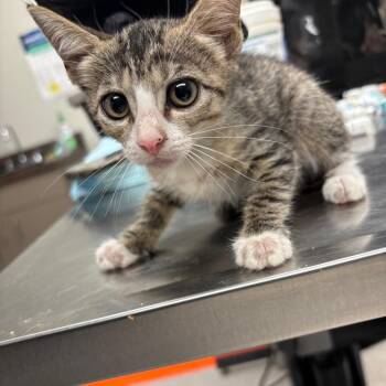 C14 -  American Wirehair Cat for Adoption in Portland, Texas - C14 | PetCurious