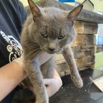 Ferris -  Domestic Short Hair Cat Available for Adoption in Lynchburg, Virginia - Ferris | PetCurious