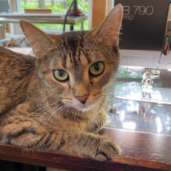 Rescue Domestic Short Hair Cats for Adoption in Lyle, Minnesota - Mango | PetCurious