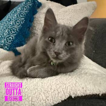 Feather -  Domestic Long Hair Cat for Adoption in Vancouver, British Columbia - Feather | PetCurious