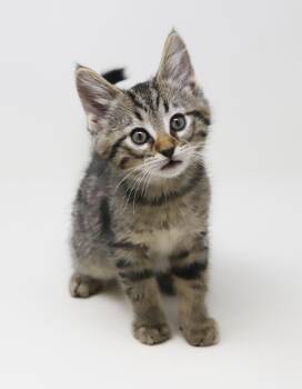 Tabby and Bengal Cats Available for Adoption in Bedford Hills, New York - Benedict Is A Blast!  Super Model Handsome Prince!    | PetCurious