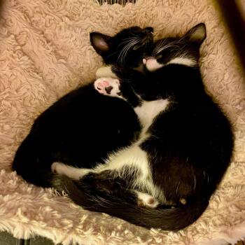 Rescue Tuxedo Cats for Adoption in Los Altos, California - Rick & Louis -bonded Brother Kittens | PetCurious