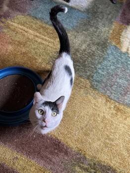 Domestic Short Hair Cats Available for Adoption - Arlo | PetCurious