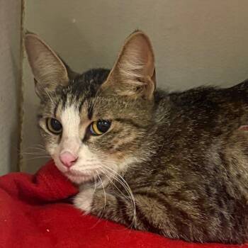 Domestic Short Hair Cats Available for Adoption in Yuma, Arizona - Raven | PetCurious