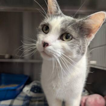 Domestic Short Hair Cats Available for Adoption - Odie | PetCurious