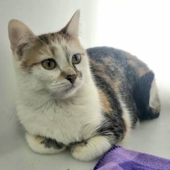 Domestic Short Hair Cats Available for Adoption - Sassafras | PetCurious