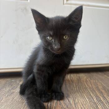 Bear -  Domestic Medium Hair Cat for Adoption in Sonora, California - Bear | PetCurious