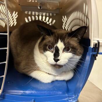 Diva -  Snowshoe Cat for Adoption in Ottawa, Kansas - Diva | PetCurious