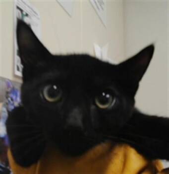 BART -  Domestic Short Hair Cat for Adoption in Albuquerque, New Mexico - BART | PetCurious