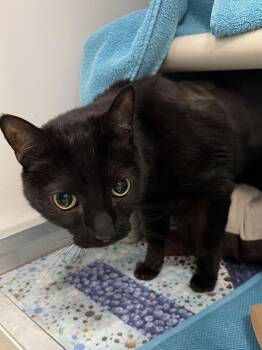 Asher -  Domestic Short Hair Cat Available for Adoption in Alexandria, Virginia - Asher | PetCurious