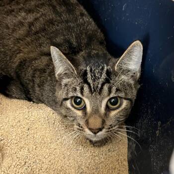 Skylar -  Domestic Short Hair Cat for Adoption in Las Vegas, Nevada - Skylar | PetCurious